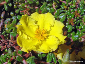 HIBBERTIA SERPYLLIFOLIA 2.5L