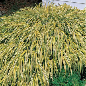 HAKONECHLOA MACRA AUREOLA