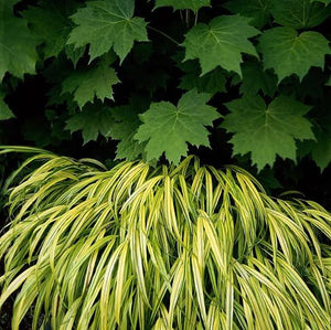 HAKONECHLOA MACRA AUREOLA