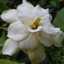 Load image into Gallery viewer, GARDENIA JASMINOIDES PROFESSOR PUCCI 3.3L
