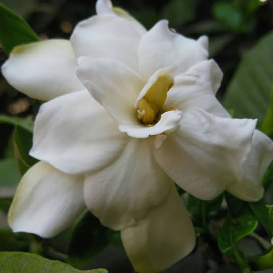 GARDENIA JASMINOIDES PROFESSOR PUCCI 3.3L