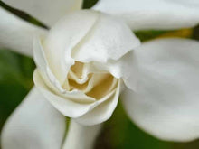 Load image into Gallery viewer, GARDENIA JASMINOIDES PROFESSOR PUCCI 3.3L
