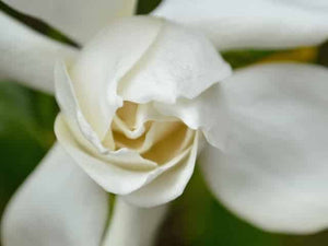 GARDENIA JASMINOIDES PROFESSOR PUCCI 3.3L