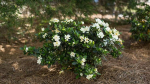 GARDENIA JASMINOIDES PROFESSOR PUCCI 3.3L