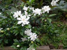 Load image into Gallery viewer, GARDENIA RADICANS FOUR SEASONS 3.3L
