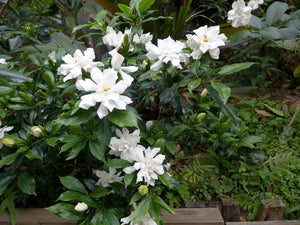 GARDENIA RADICANS FOUR SEASONS 3.3L