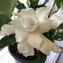 Load image into Gallery viewer, GARDENIA RADICANS FOUR SEASONS 3.3L
