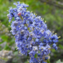 Load image into Gallery viewer, CEANOTHUS MOUNTAIN HAZE 2.5L
