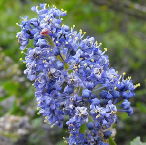 CEANOTHUS MOUNTAIN HAZE 2.5L