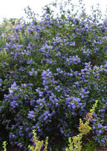 Load image into Gallery viewer, CEANOTHUS MOUNTAIN HAZE 2.5L
