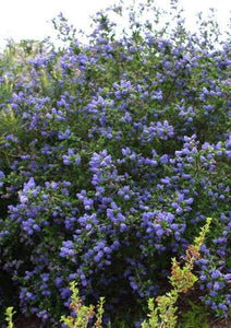 CEANOTHUS MOUNTAIN HAZE 2.5L