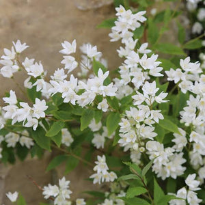 DEUTZIA NIKKO 3.3L