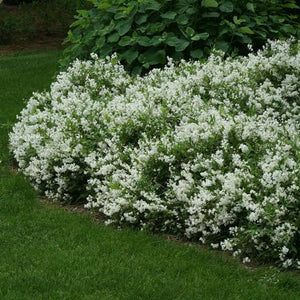 DEUTZIA NIKKO 3.3L