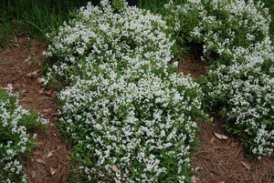 DEUTZIA NIKKO 3.3L