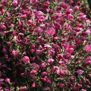 CYTISUS RUBY 2.6L