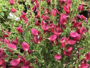 CYTISUS RUBY 2.6L