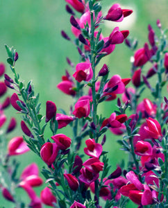 CYTISUS RUBY 2.6L