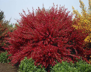 CYTISUS RUBY 2.6L