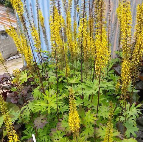 LIGULARIA PRZEWALSKII GOLDEN RAY