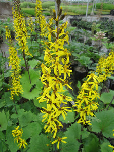 LIGULARIA PRZEWALSKII GOLDEN RAY