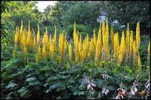 Load image into Gallery viewer, LIGULARIA STENOCEPHALA THE ROCKET
