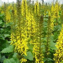 Load image into Gallery viewer, LIGULARIA STENOCEPHALA THE ROCKET
