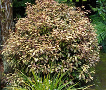 Load image into Gallery viewer, PSEUDOWINTERA COLORATA MOUNTAIN HOROPITO 2.5L
