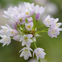 Load image into Gallery viewer, ALLIUM ROSEUM ROSY GARLIC 09CM
