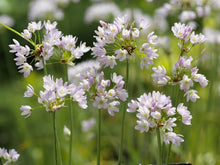 Load image into Gallery viewer, ALLIUM ROSEUM ROSY GARLIC 09CM
