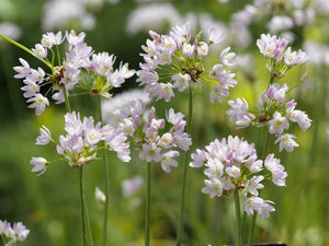 ALLIUM ROSEUM ROSY GARLIC 09CM