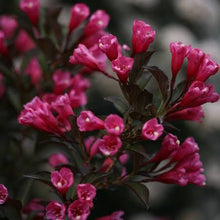 Load image into Gallery viewer, WEIGELA FLORIDA WINE &amp; ROSES 3.3L
