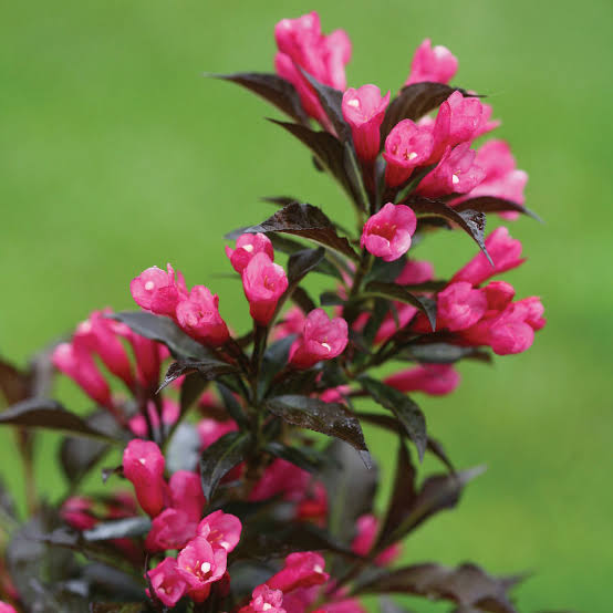 WEIGELA FLORIDA WINE & ROSES 3.3L