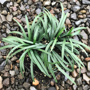 OPHIOPOGON MINI GREEN MONDO GRASS