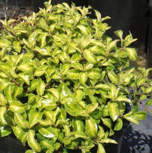 PITTOSPORUM SHRUB GOLDEN BALL 10.0L