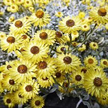 Load image into Gallery viewer, HELICHRYSUM ARGYROPHYLLUM GOLDEN GUINEA EVERLASTING DAISY 1.0L
