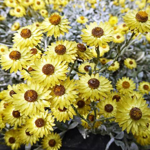 HELICHRYSUM ARGYROPHYLLUM GOLDEN GUINEA EVERLASTING DAISY 1.0L