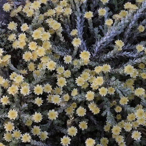 HELICHRYSUM GRAEME PATTERSON 1.3L