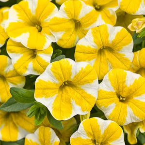 CALIBRACHOA LEMON SLICE 1.5L