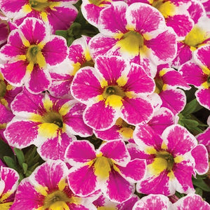 CALIBRACHOA HOLY COW 1.5L