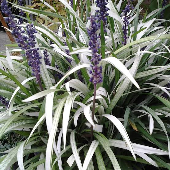 LIRIOPE MUSCARI OKINA 2.0L