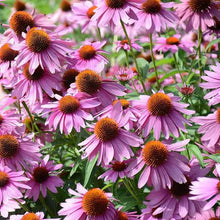 Load image into Gallery viewer, ECHINACEA SEED
