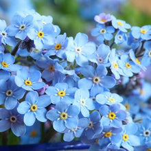 Load image into Gallery viewer, FORGET-ME-NOT LITTLE BLUEBIRD SEED
