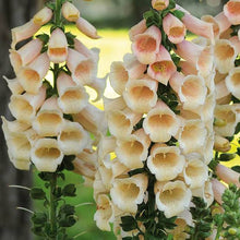 Load image into Gallery viewer, FOXGLOVE CORAL CHIMES SEED
