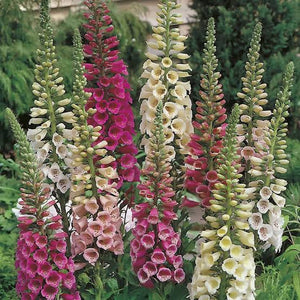 FOXGLOVE FOXY SEED