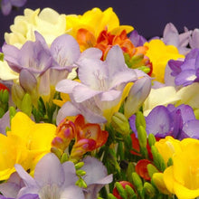 Load image into Gallery viewer, FREESIA GIANT MASTER SEED
