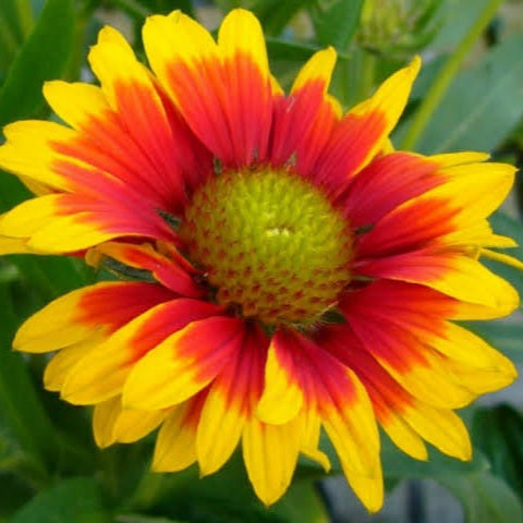 GAILLARDIA AMBER SEED