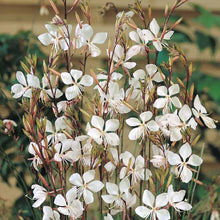 Load image into Gallery viewer, GAURA SPARKLE WHITE SEED
