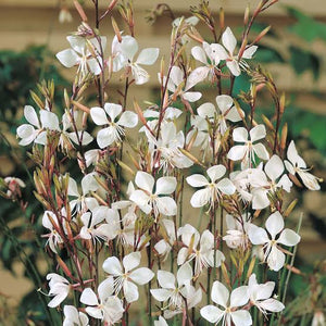 GAURA SPARKLE WHITE SEED