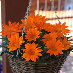 GAZANIA ARCTURUS SEED