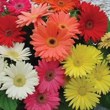 Load image into Gallery viewer, GERBERA COLOUR MIX SEED
